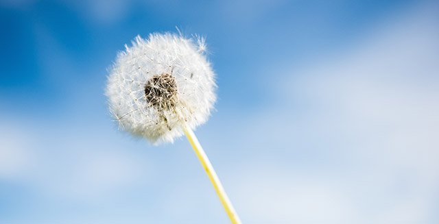 Titelbild Pusteblume